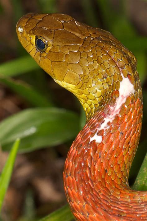 香港 毒蛇|辨認蛇類 — HongKongSnakeID.com